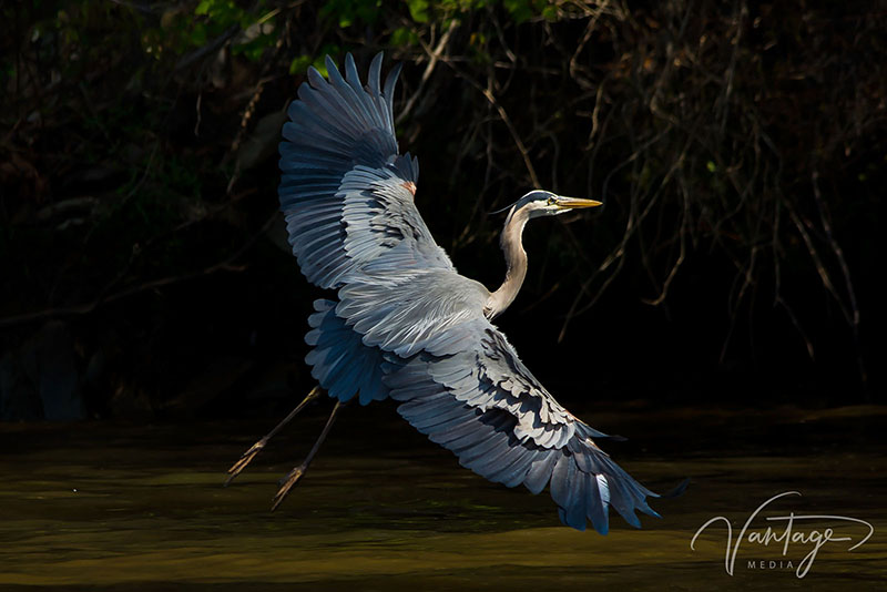 Wildlife Marketing Photography